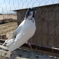 کفتر کله دم سبز