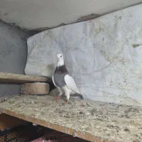 طوقی فروشی