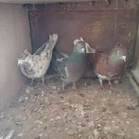 کفتر|پرنده|خاوه, |دیوار