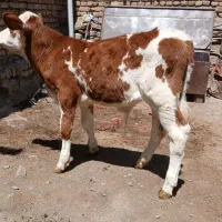 دو راس گوساله سیمینتال نر