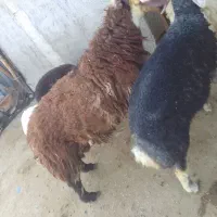 بره قوچ پلنگی