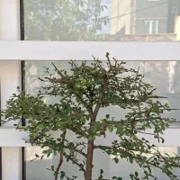بونسای بنسای نارون ژاپنی وارداتی ۱۲ ساله