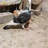 سلام سه عدد پرنده
