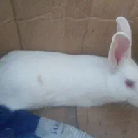 خرگوش نر