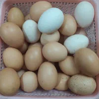 تخم مرغ محلی از نژاد مرغ گیل اصیل وکرچ شو کاکلی