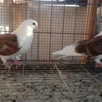 کبوتر پرشی زیبا