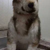 عروسک فانتزی