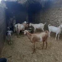 بز فروشی