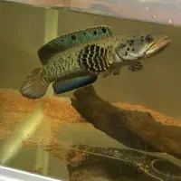 فروش ماهی آب شیرین و آب شور