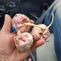 سیر خندان درجه یک دشت مغان