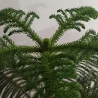 گل کاج مطبخ