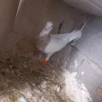 کله هما نر فروشی