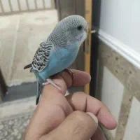 مرغ عشق دستی کاملا رام