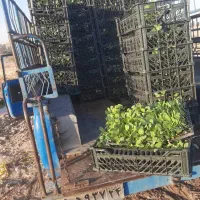 نشاه|گل و گیاه طبیعی|دزفول, |دیوار