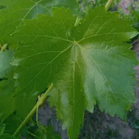 برگ مو ارگانیک کوهستان (درجه یک و تازه)