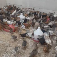 جوجه