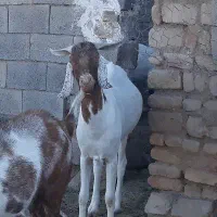 چبش چاق و تخم
