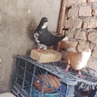 ساده افشون