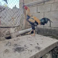 خروس لاری. درنوده ملک