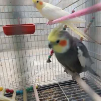 دو عدد بالغ