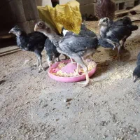 جوجه نژاد دار