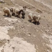 ده راس گوسفند جوان و داشتی