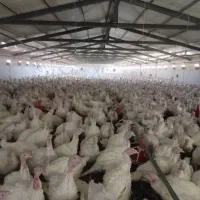 برنز یک روزه بیوتی۶یک روزه