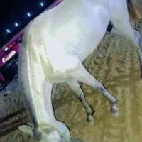 اسب نریان