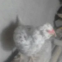 مرغ گلین خالص جوجه امساله