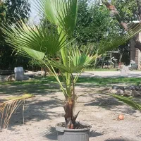 فروش نهال سرو شیراز .پالم واشنگتن. کامیس طبری و..