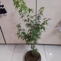 درختچه افرا