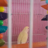 کوتوله برزیلی