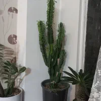 افوربیا   ماداگاسکار  کاکتوس  موسی  زامفولیا