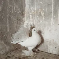 کبوتر دم چتری اصل