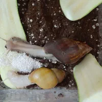 واگذاری دو عدد حلزون