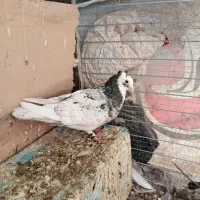 شازده کاکلی
