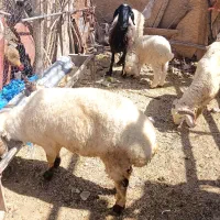 قوچ گوشتی ، شیشک نیم گوشت و میش بره داشتی