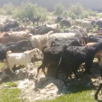 فروش بز و بی