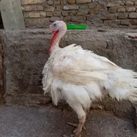 بوقلمون بیوتی گوشتی|حیوانات مزرعه|مشهد, شهرک شهید باهنر|دیوار