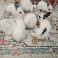 خرگوش  دونه ای ۴۰۰