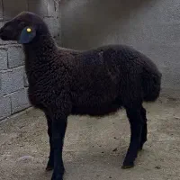 بره نر افشار