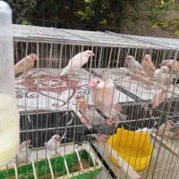 فروشه جوجه فنچ نرگسی چهار ماهه سیلور و کرم و ش