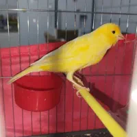 قناری چ ا ق و