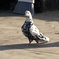 ماده سوسکی گمشده
