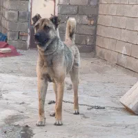 سگ گله ای