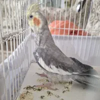 عروس هلندی