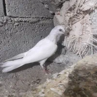 کفتر پتی چشم پرتقالی