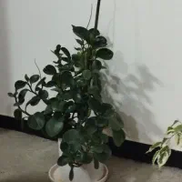 گل طبیعی|گل و گیاه طبیعی|کوهدشت, |دیوار