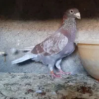 کفتر
