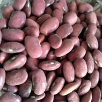 لوبیا قرمز